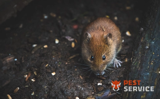 Дератизация в Владимире